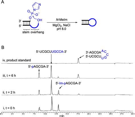RNA Loop 的图像结果