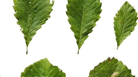 Anydrafts Quercus Aliena Acutiserrata Leaves Textures Pack 3D Model ...