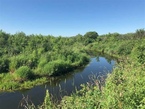 Back to the Field 2025: Wetlands & Waterfowl, Stoughton Legion, 28 May ...