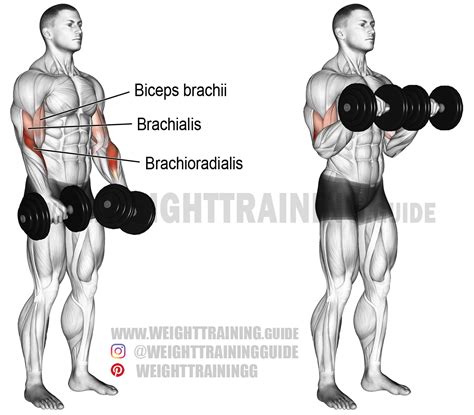 Reverse Bicep Curl