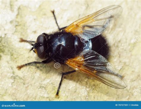 Big Black Fly with Golden Wings Stock Image - Image of golden, macro ...