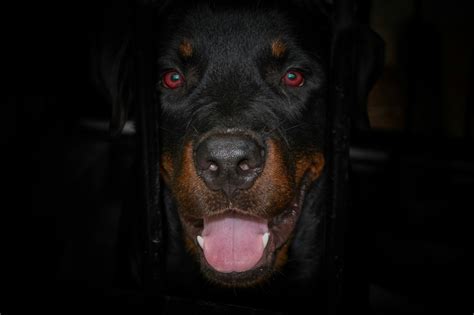 Comprehensive Guide to Rottweiler Lifespan and Care