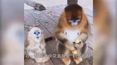 两金丝猴打架，一群猴劝架，越劝越上火！|猴子_新浪新闻