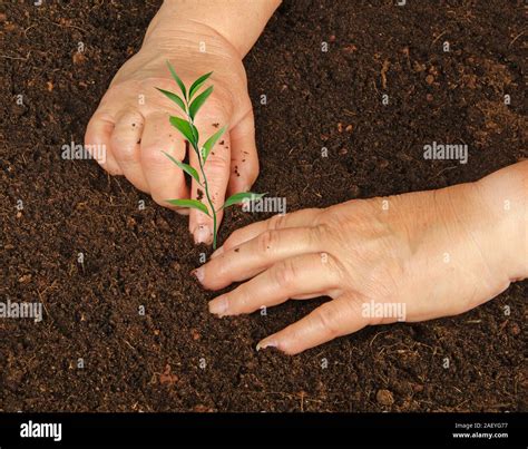 Image result for Planting Saplings Tutorial