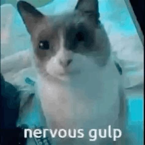 No title needed just nervous gulp | Cat memes, Silly cats, Cute memes