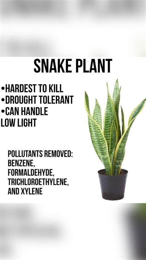 Snake plant benefits – Artofit