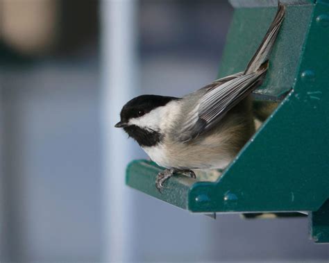 Black-capped Chickadee | Birdspix