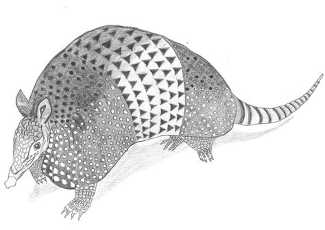 Drawing Of An Armadillo - Drawing Improvement Challenges