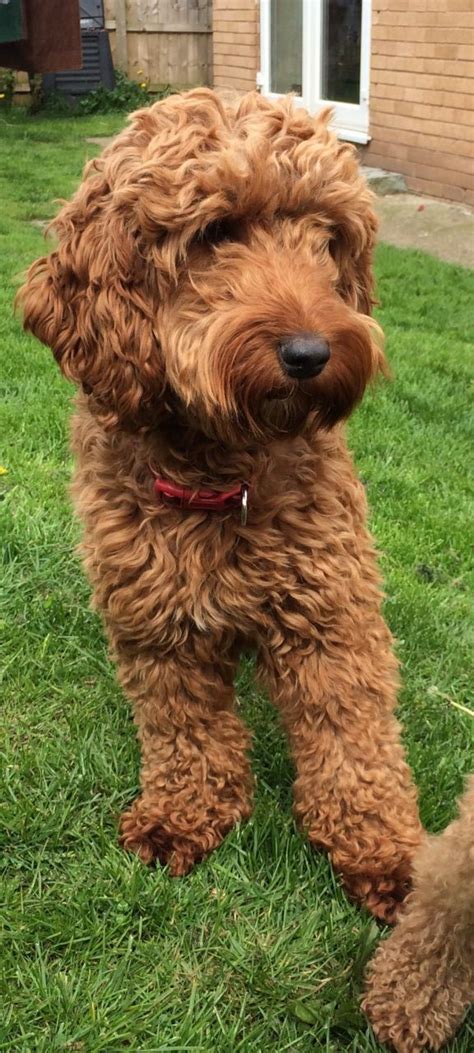 Image result for Adult Male Cockapoo