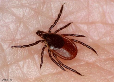 Tick Species - Identifying Deer Ticks Vs. Dog Ticks