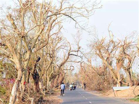 After Cyclone Fani Uprooted 22 Lakh Trees, Odisha Set To Regain Green ...