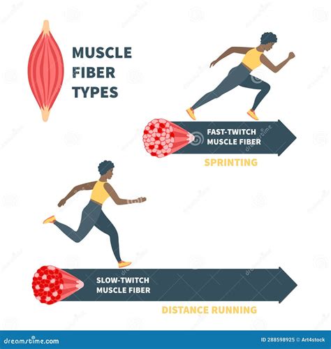 Slow Twitch and Fast Twitch Muscle Fiber Types Illustration Stock ...