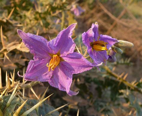 Yellow Fruit Nightshade facts - Health Benefits
