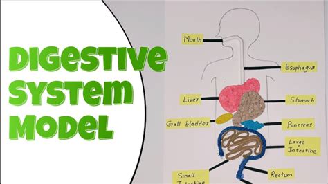 Digestive System Creative Model Making Using Food or Waste Materials 的图像结果