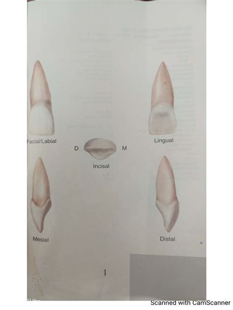 Tooth Diagrams | PDF