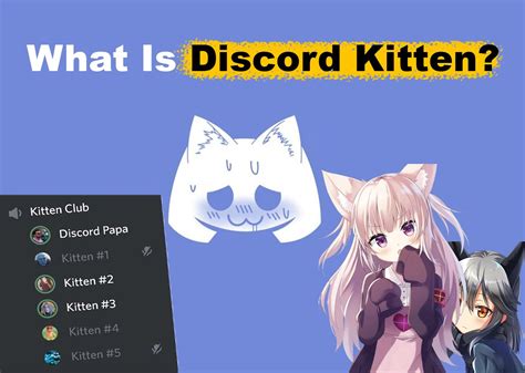 Image result for Learning Cat Discord