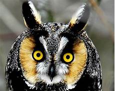 Wallpaper Owl Images by Free Owl Wallpapers Wallpaper Cave Wallpaper Owl Images