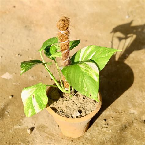 Money Plant (Pot+Moss stick) – Prakriti Nursery