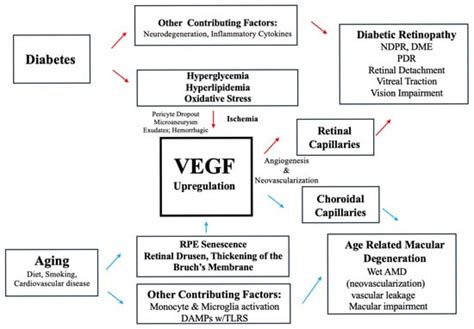 VEGF in Diabetic Retinopathy and Age-Related Macular Degeneration