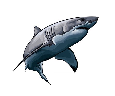 Shark Clipart Drawing at Karen Batey blog