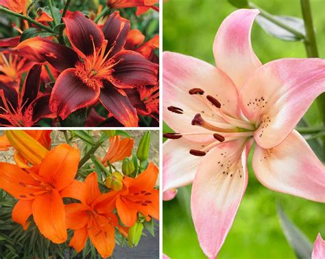 9 Beautiful Types Of Lilies: From Scented To Unscented (With Pictures) | GearTrench