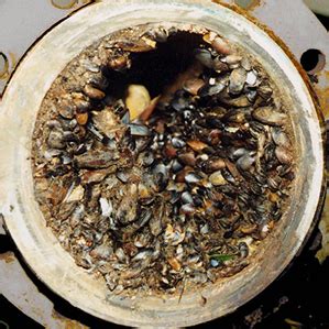 BioFouling and Algae Prevention | Pristine Water