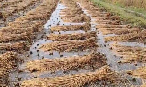 Out of the damage to paddy crop worth Rs 71.14 crore in Valsad, Rs 3 ...