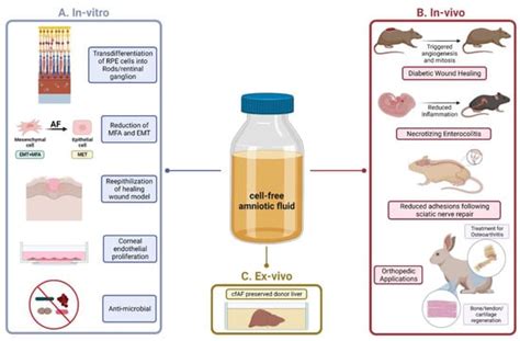 Cell-Free Amniotic Fluid and Regenerative Medicine: Current ...