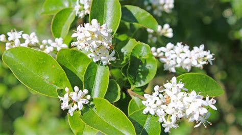 Image result for Privet Types