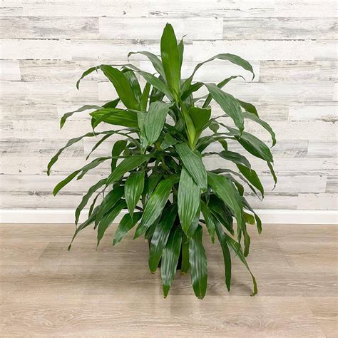 Dracaena Deremensis Janet Craig Green Corn Plant Dracaena