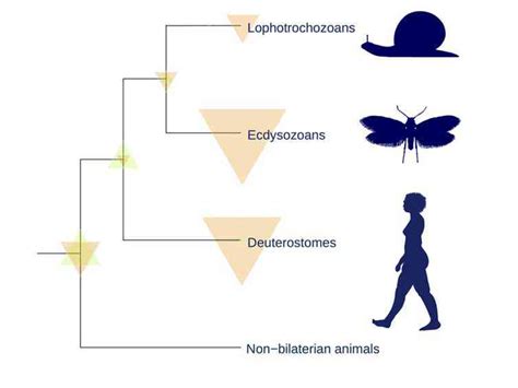 Human evolution: We’ve got the famous ‘march of progress’ image all wrong