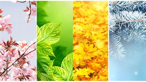 Japan Food Culture 的图像结果