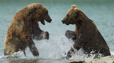 Image result for Bears Falling From Cliffs