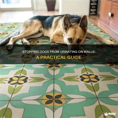 Stop Dogs Urinating Inside 的图像结果