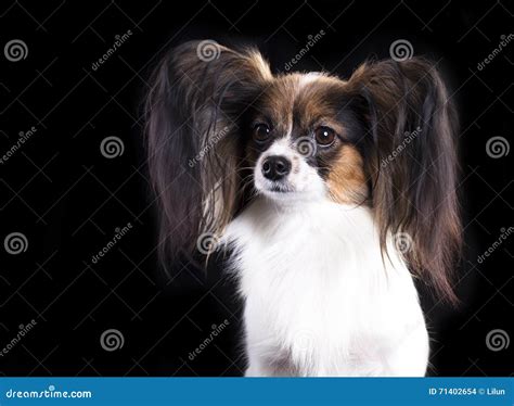 Papillon dog, portrait stock photo. Image of beautiful - 71402654