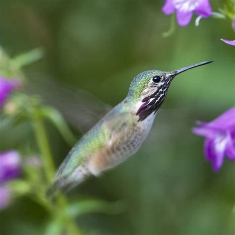 22 Flowers That Attract Hummingbirds in Florida! - Bird Watching HQ