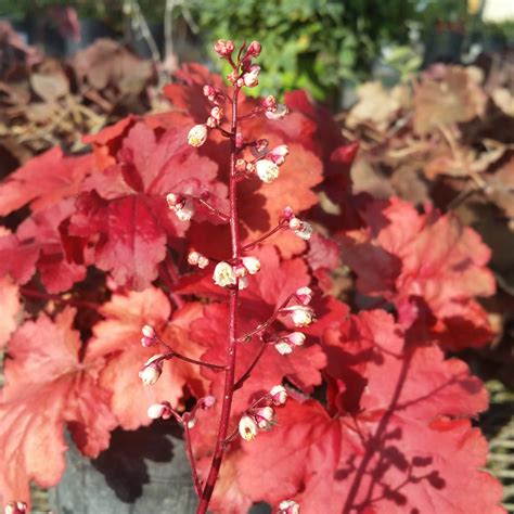 Heuchera 'Fire Alarm' - Coral Bells - Mid Valley Trees