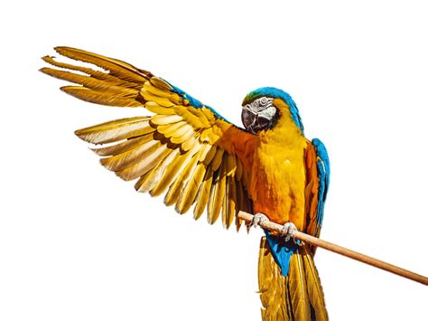 Bird PNG Transparent Image Download3 - Photo #154 - BiNps PNG Website