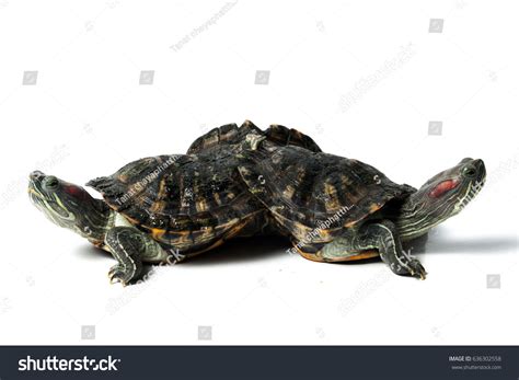 Two Headed Turtles Monster Stock Photo 636302558 | Shutterstock