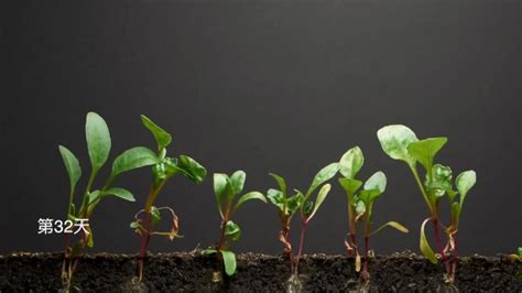 用延时摄影记录菠菜40天的成长，菠菜从发芽长大的全过程