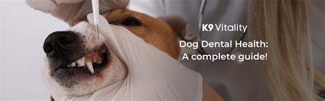 Dog Dental Health: A complete guide! – K9 Vitality