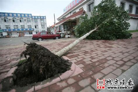 风雨过后 大树倒了(图文)_新闻中心_新浪网