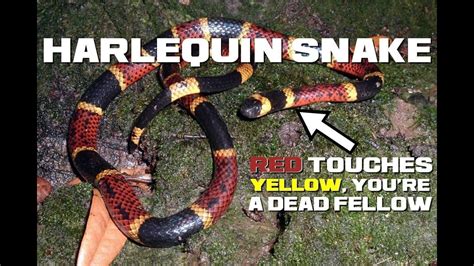 10 Harlequin Coral Snake Facts - Red Touches Yellow, You're a Dead ...