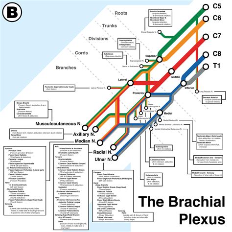 Brachial Plexus Drawing