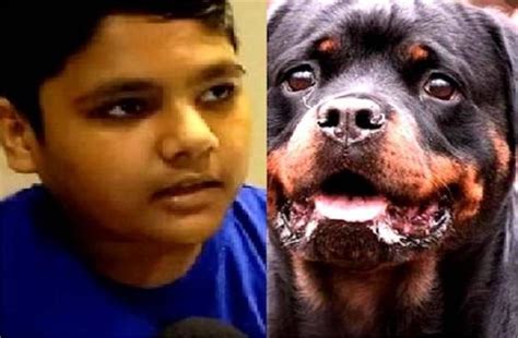 कानपूरः स्कूल जा रहे बच्चे पर पालतू रॉटविलर कुत्ते ने किया हमला, बुरी ...