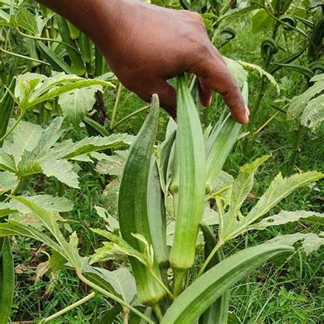 Buy Ladies Finger Parbhani Kranti Bhindi Okra Seeds – High Yield, Year ...