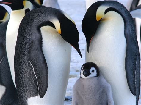 Cute Baby Emperor Penguin
