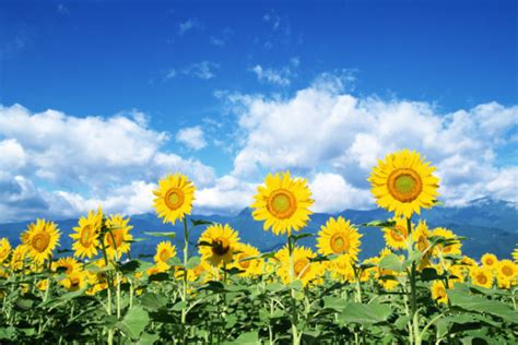 向日葵代表什么意思，代表着太阳、沉默的爱(不同朵数不同意义) —【发财农业网】