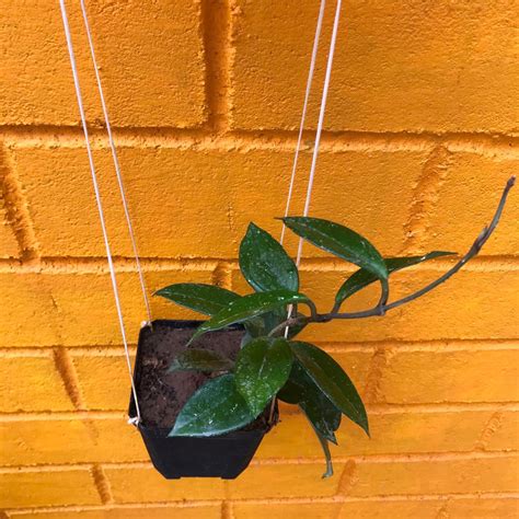 Hoya Carnosa Plant