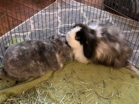 Rabbit Meet-n-greet, East Memphis, Germantown, April 13 2024 | AllEvents.in